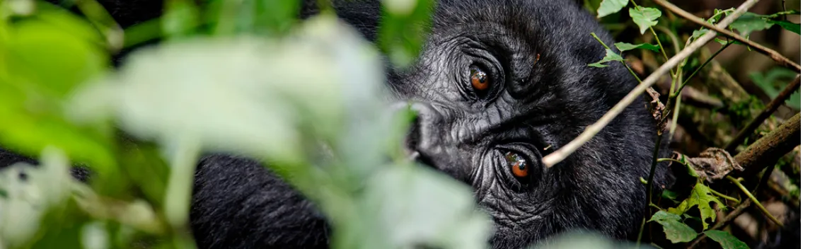 Mountain Gorilla Crisis Response